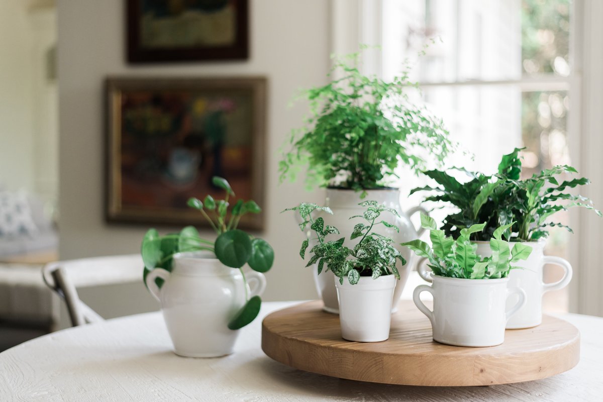 White Italian Olive Jar Planter, Small