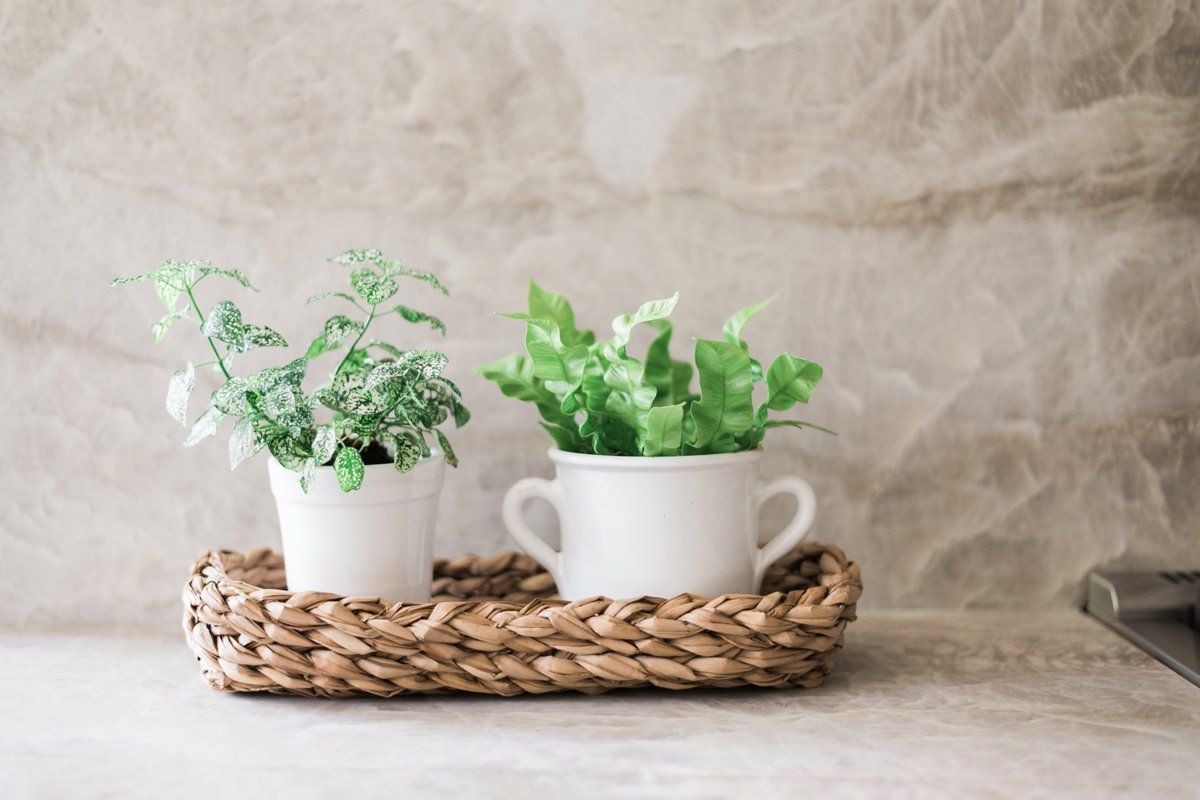 White Italian Olive Jar Planter, Small